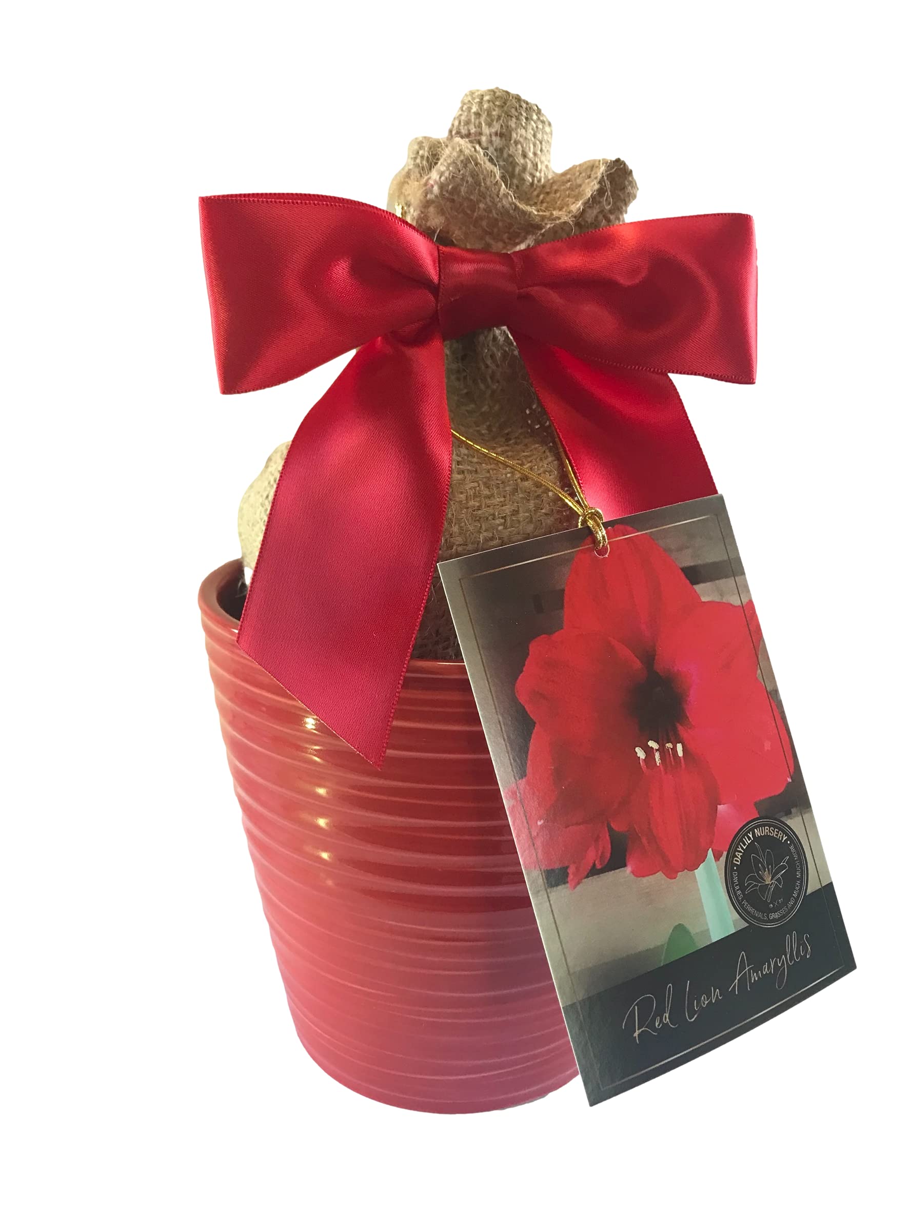 Amaryllis Holiday Gift Growing Kit with Red Ceramic Pot, Big Red Lion Bulb & Premium Soil - Perfect Christmas Gift for Plant Lovers, Home Decor & Indoor Gardening