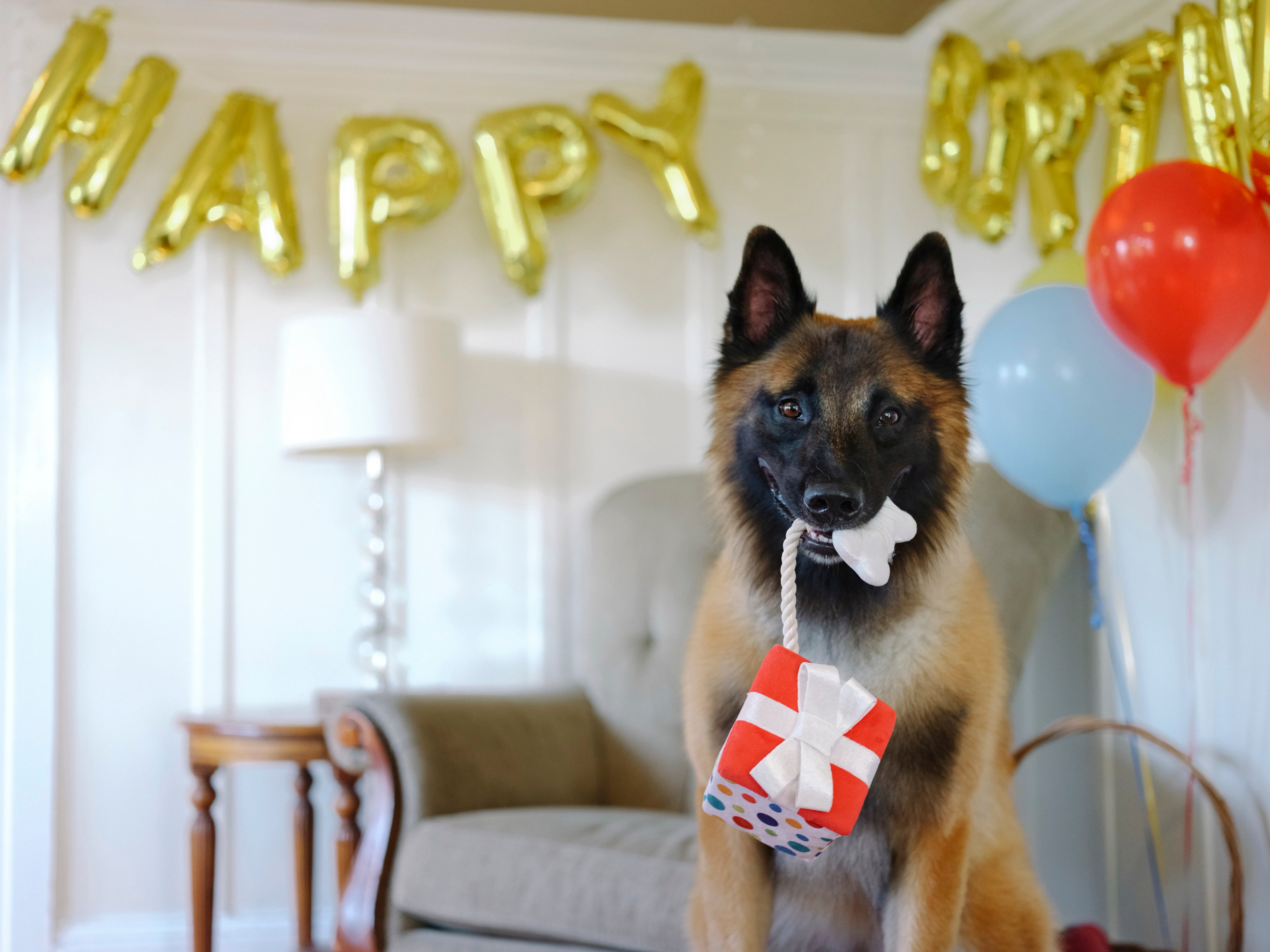Perfect Gift for Dogs - Party Time™ Plush Dog Toy by Pet P.L.A.Y. | Soft & Durable Chew Toy for Puppies & Adult Dogs - Great for Playtime, Training & Cuddling