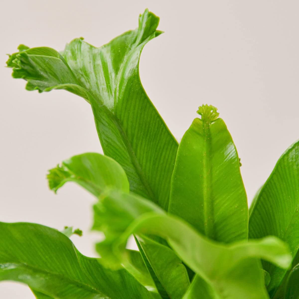 Leslie Crested Japanese Birdsnest Fern - Live Indoor Houseplant in 4 Inch Hanging Pot (Asplenium Antiquum) - Air Purifying Plant for Home, Office & Bathroom Decor