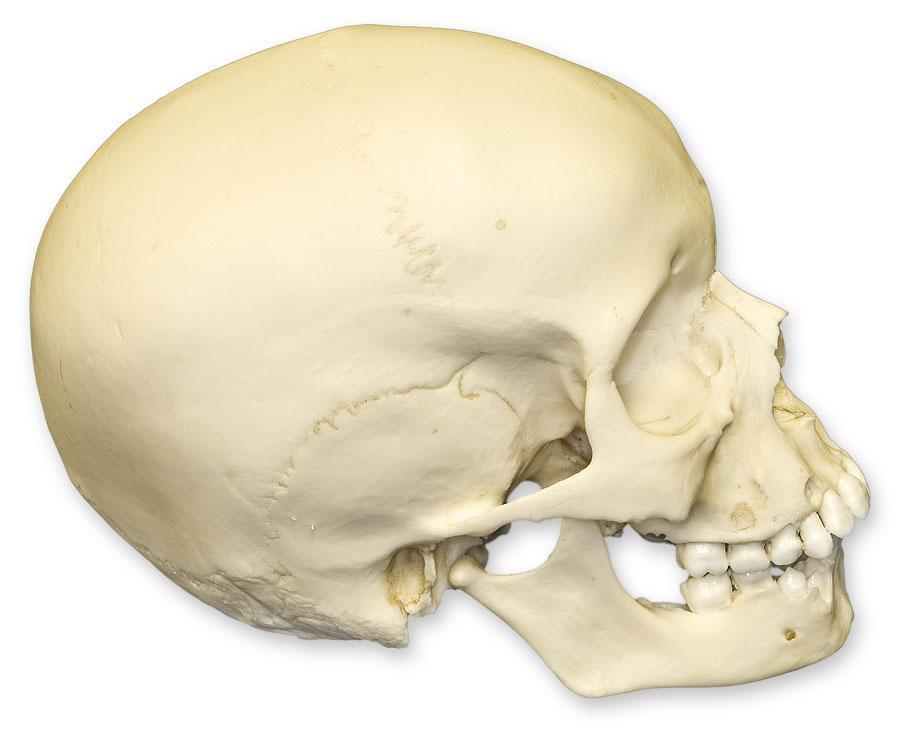 Authentic Replica 9-Year-Old Child Human Skull - Anatomical Model for Medical Education, Halloween Decor & Science Display