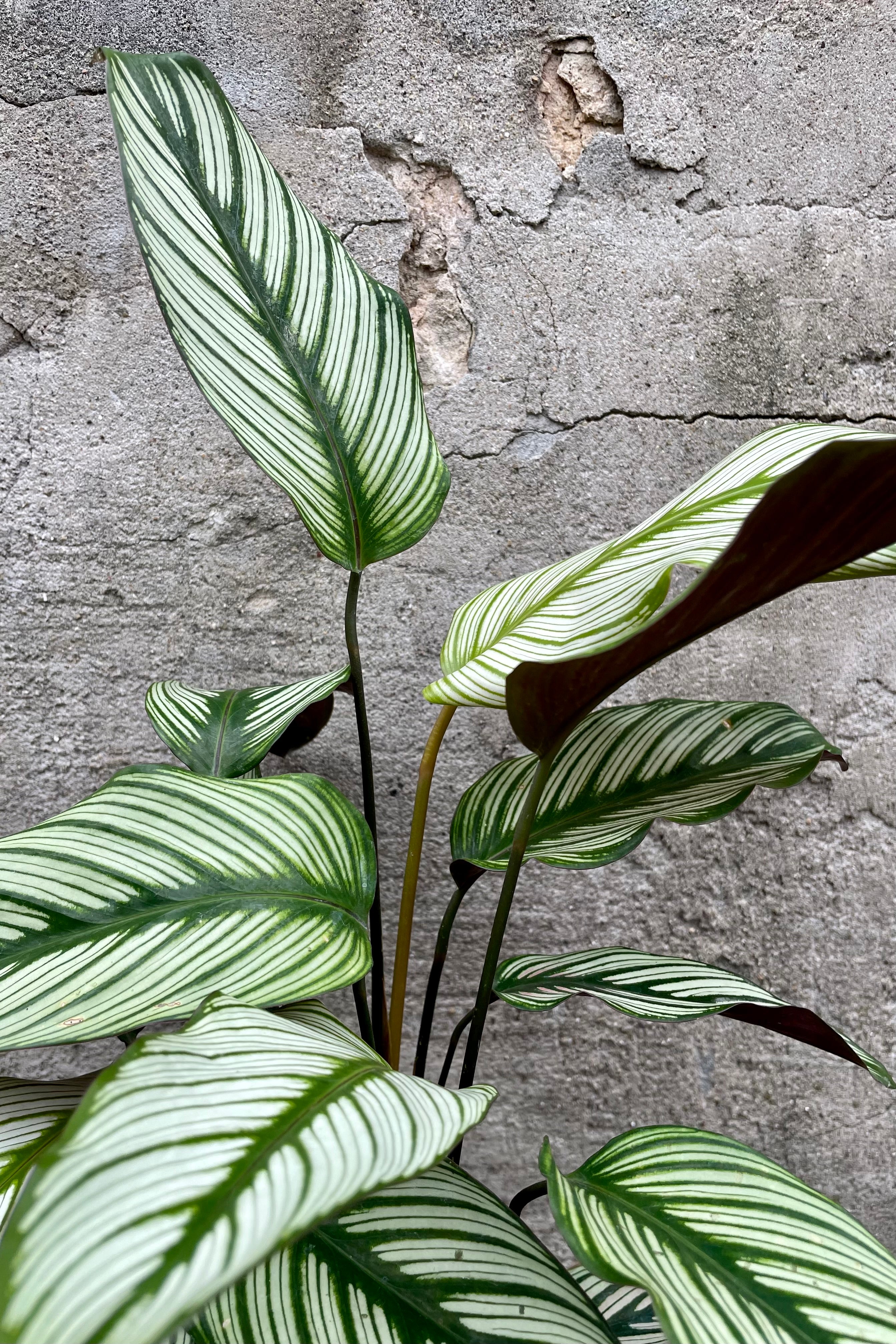 Calathea Majestica 'White Star' - 6