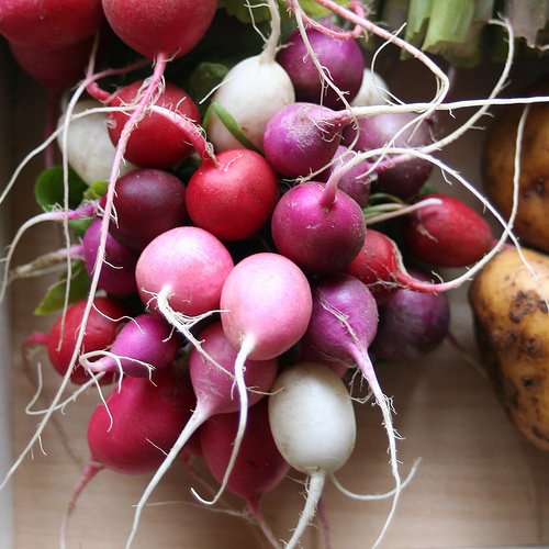 Radish Easter Egg Blend Heirloom Vegetable Seeds - 1,200 Count by Seed Kingdom | Colorful Spring Planting for Gardens & Containers