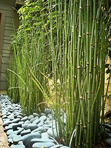10 Pack Horsetail Plants for Koi Ponds - Natural Bamboo-Like Aquatic Plants for Water Gardens, Ponds & Aquariums - Perfect for Landscaping, Backyard Decor & Fish Tank Environments