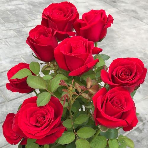 Premium Freedom Red Roses Seedlings - 2 Pack Live Rose Plants for Home Garden, Yard & Indoor Decor | Easy to Grow, No Pots Included | Perfect for Wedding Gifts, Landscaping & DIY Floral Arrangements