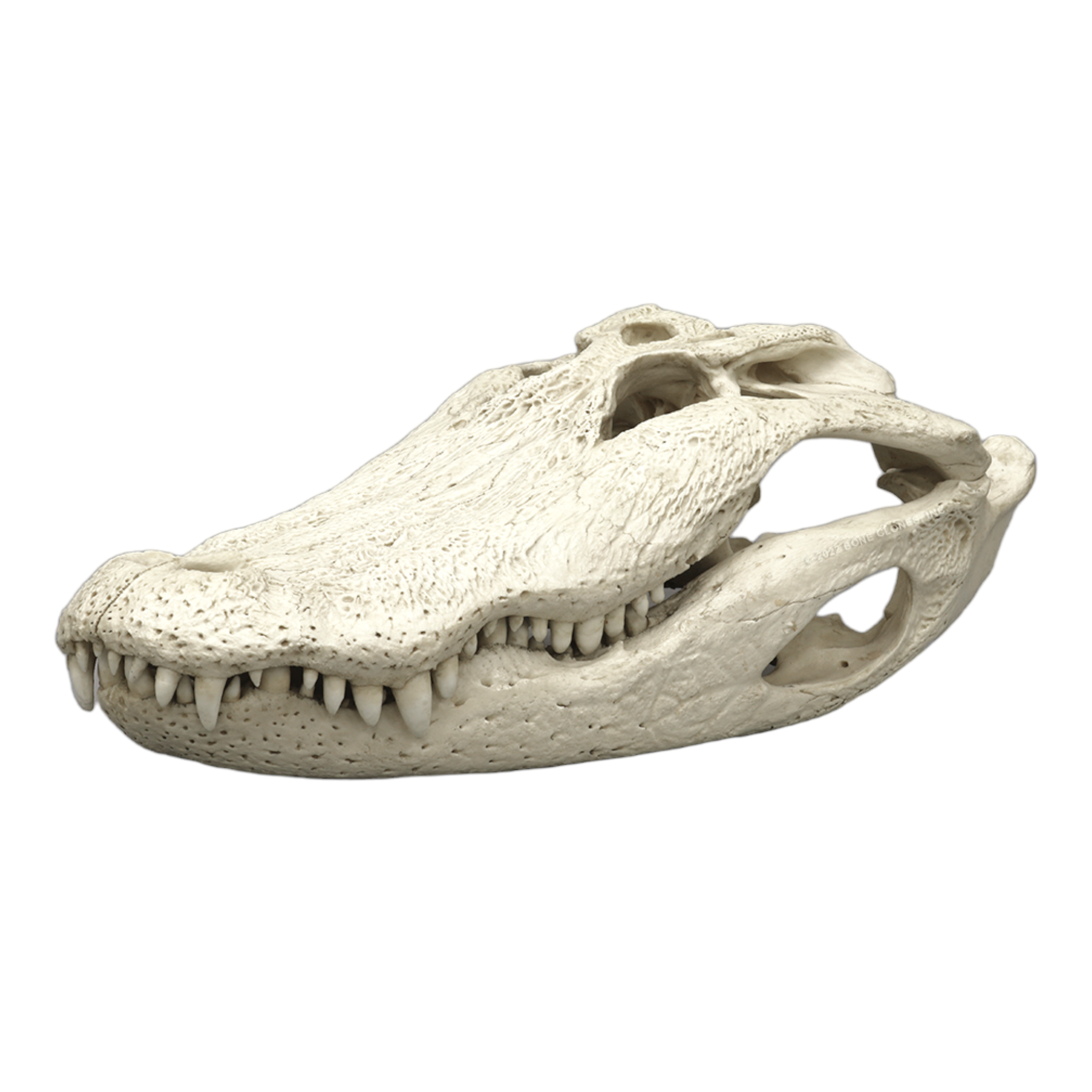Authentic-Looking Replica American Alligator Skull - 29.5 Inches - Perfect for Home Decor, Halloween Props, and Educational Displays