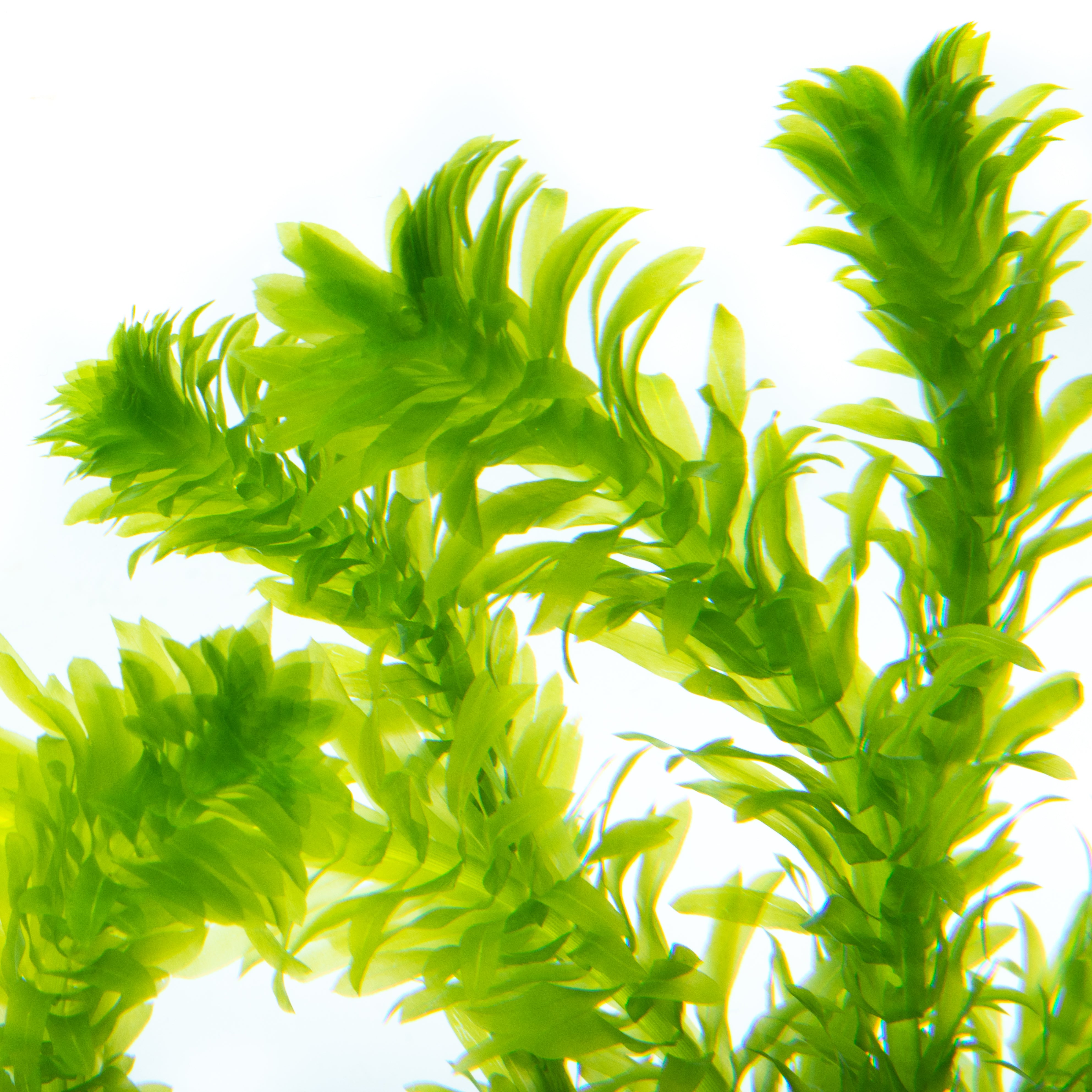 Egeria Densa Live Aquarium Plants - Oxygenating Aquatic Plants for Fish Tanks, Ponds & Aquascaping (Bunch of 10 Stems) | Perfect for Freshwater Aquariums, Water Gardens & Natural Filtration
