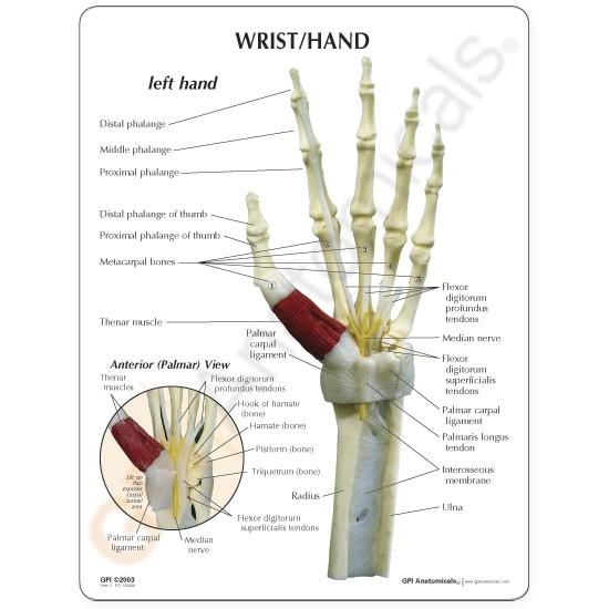 Best Hand and Wrist Support Brace for Carpal Tunnel Relief - Comfortable & Adjustable for Pain Relief, Typing, Gaming & Office Work