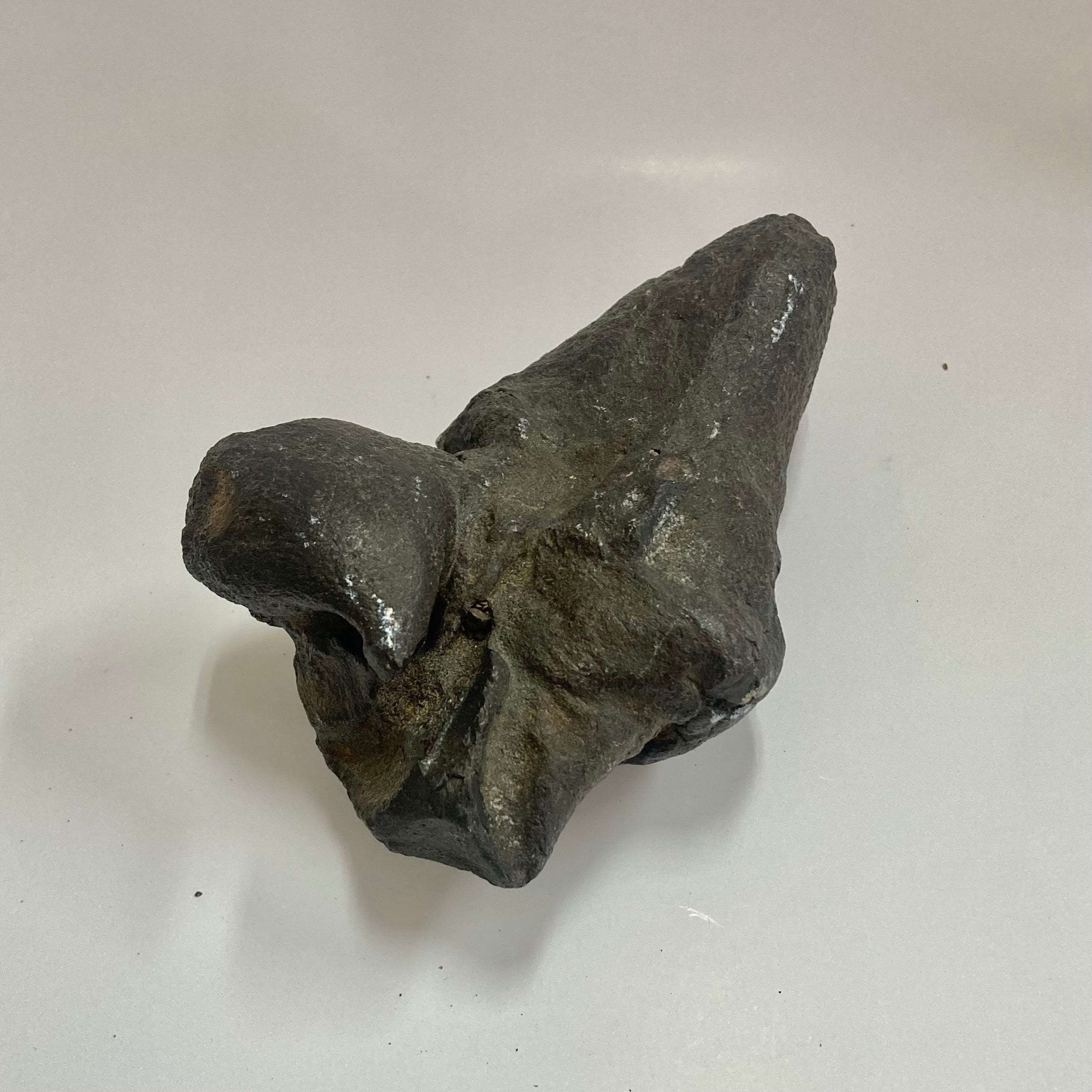 Authentic Whale Ear Bone Fossil - Genuine Collectible Marine Specimen for Science Enthusiasts & Home Decor | Perfect for Educational Displays, Ocean-Themed Decor, and Unique Gift Ideas
