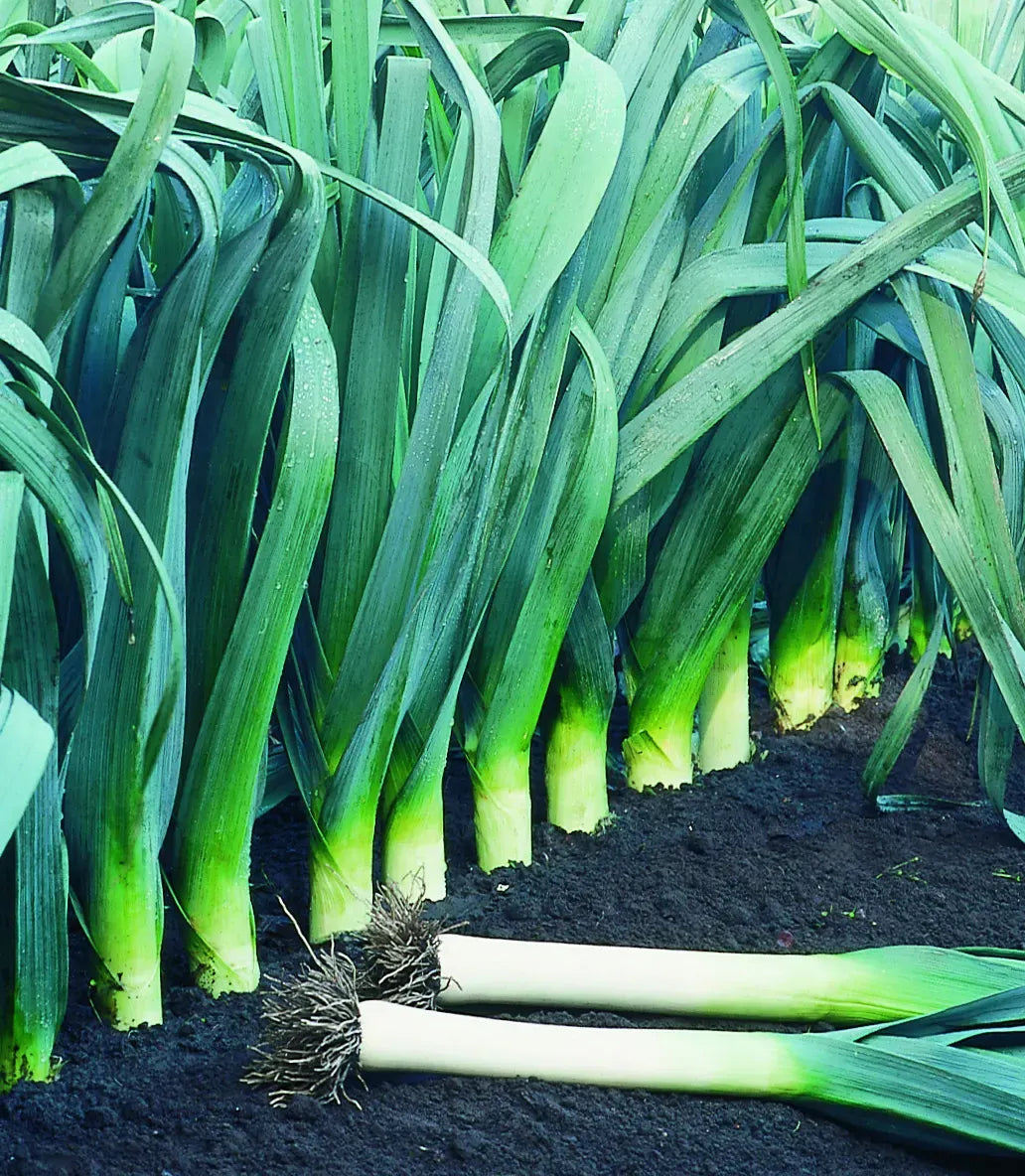 Buy Large American Flag Leek Seeds Online - Non-GMO, Heirloom Vegetable Seeds for Home Garden - Perfect for Patriot-Themed Gardens, Landscaping & Cooking