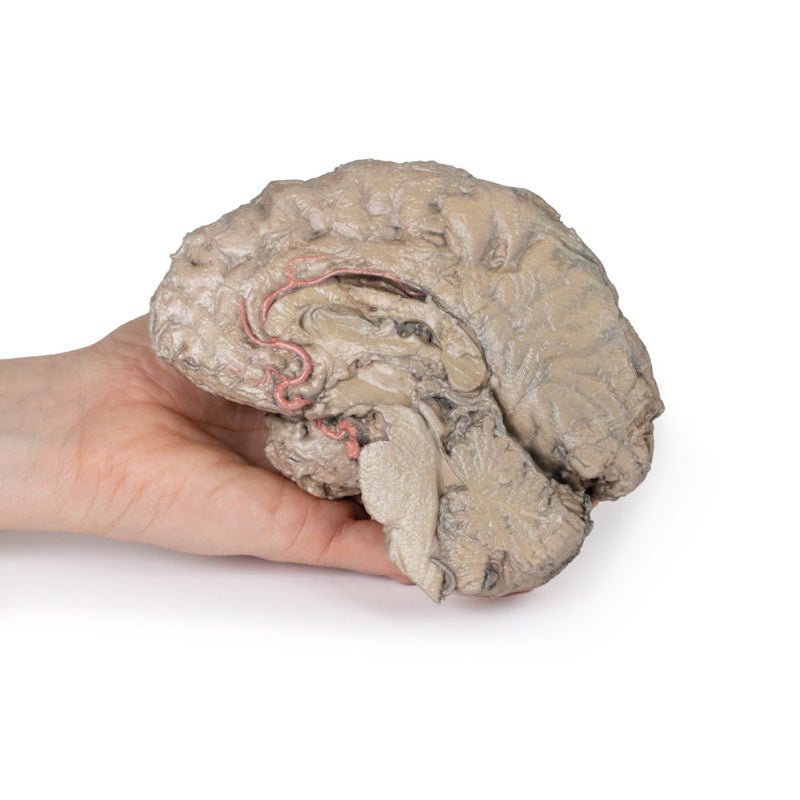 3D Printed Brain Hemisection Model - Anatomical Human Brain Study Tool for Neuroscience Education & Medical Training