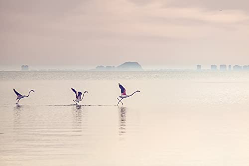 1000 Piece Jigsaw Puzzle for Adults - Flamingo Lake Landscape - Educational & Stress Relief Puzzle Game for Family Fun | Perfect for Relaxation, Brain Training & Quality Family Time