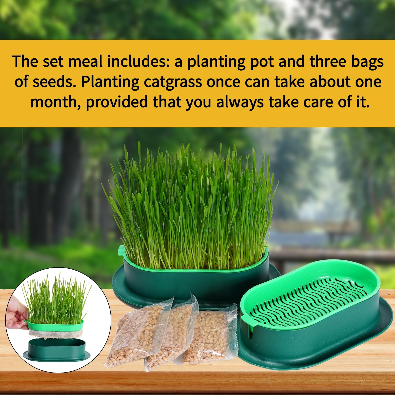 Organic Cat Grass Growing Kit - Hydroponic Indoor Soilless Planter for Cats | Easy to Grow 100% Natural Wheatgrass | Perfect for Indoor Cat Enrichment & Digestive Health