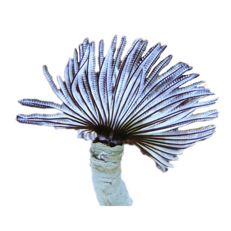 Premium Feather Duster for Dusting - Soft & Durable Cleaning Tool for Home, Office, and Car - Perfect for Ceiling Fans, Shelves, and Hard-to-Reach Areas