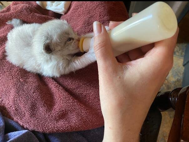 Pet Feeding Nipple with Bottle & Syringe for Puppy Dog Cat - Easy Feeding Solution