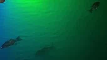 Underwater Fishing Lights - 300 Green LED Crappie Light with 15,000 Lumens | Fish Attractor & Boat Lights | 25ft Cord with Battery Clamps | Submersible Dock Light 12V DC for Night Fishing in Lakes, Ponds & Rivers