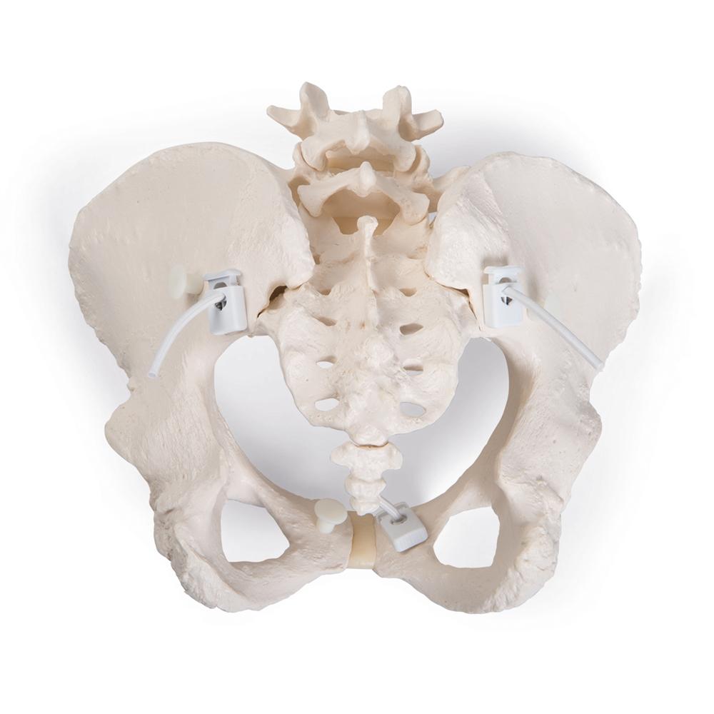 Flexible Female Pelvic Skeleton Model - Anatomically Accurate Medical Teaching Tool for Childbirth Education, Physical Therapy & Nursing Training