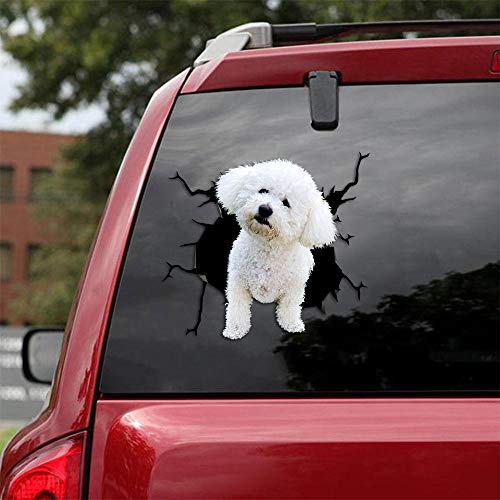 Bichonfrise-02