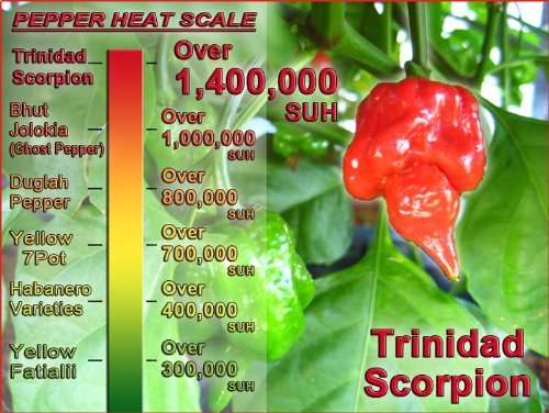 Magic Plant Red Trinidad Scorpion Butch T Pepper Powder - Superhot Ground Chili (800K-1.8M SHU) - Non-GMO, Bulk 1 Lb - Perfect for Spicy Cooking, Hot Sauces & BBQ Rubs