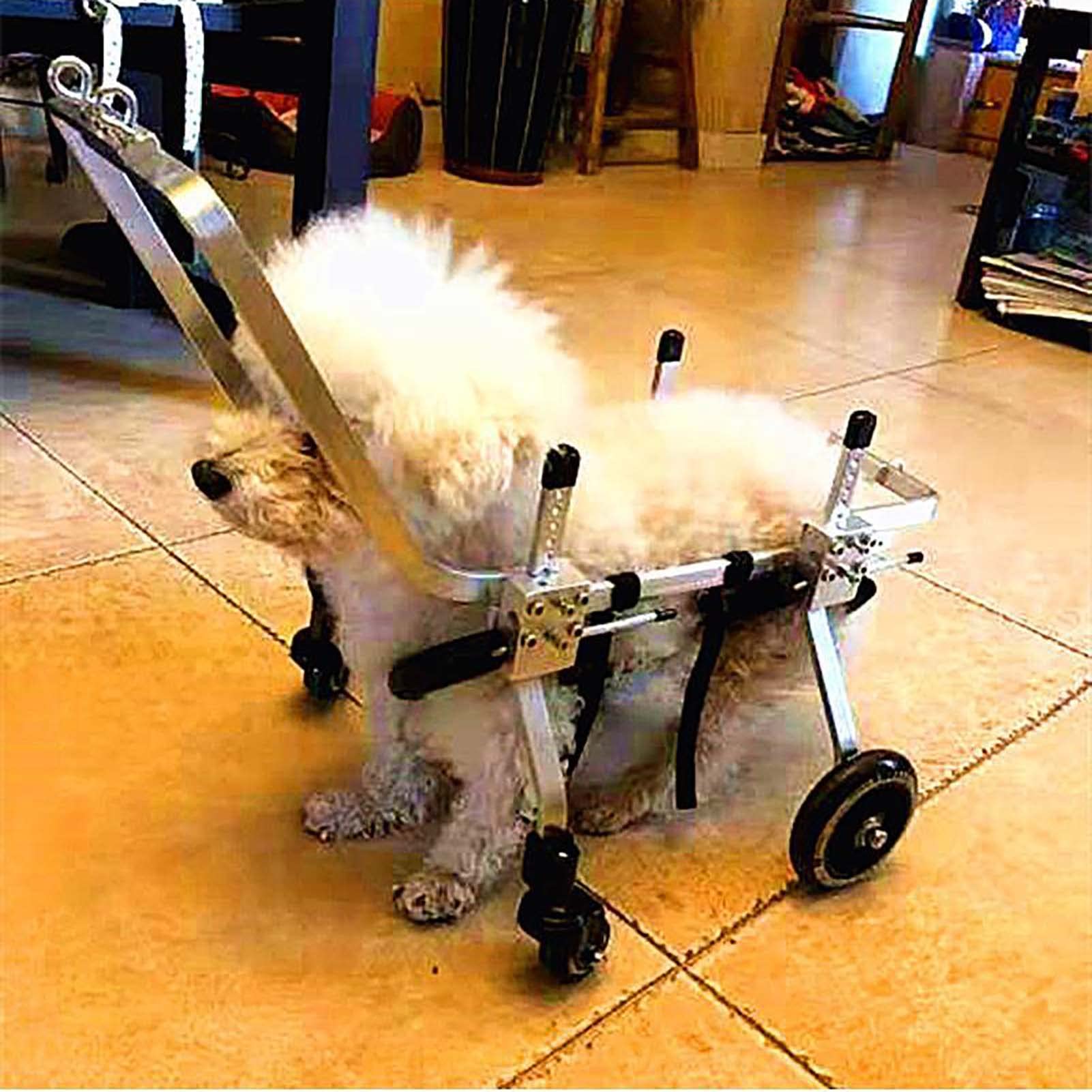 Pet Wheelchair for Disabled Dogs - Adjustable 4-Wheel Support for Front & Rear Limb Injuries - Mobility Aid for Paralyzed & Injured Pets - Ideal for Rehabilitation & Daily Use