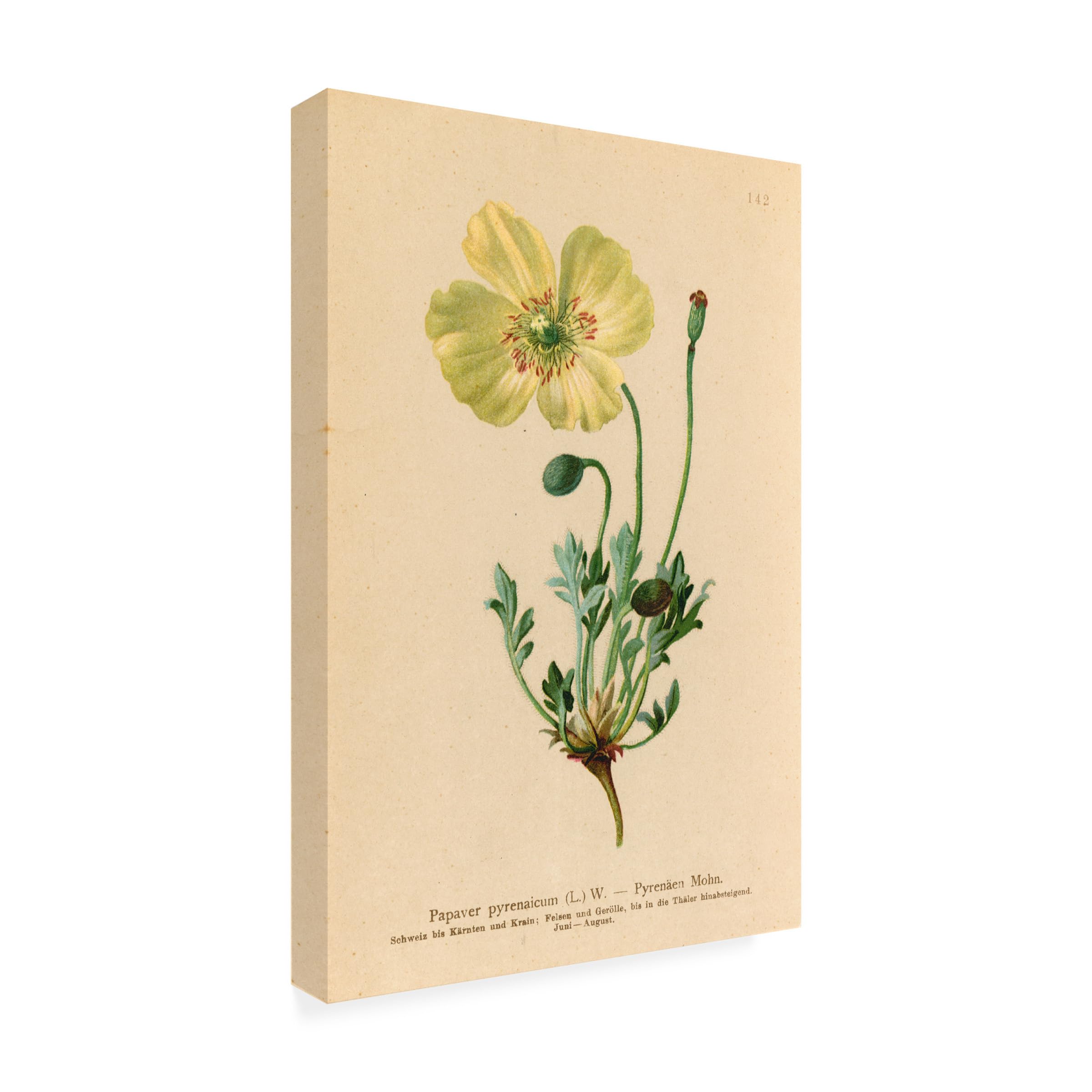 Trademark Fine Art 'Papaver Pyrenaicum' Floral Canvas Wall Art Print - Handmade Home Decor for Living Room, Bedroom & Office