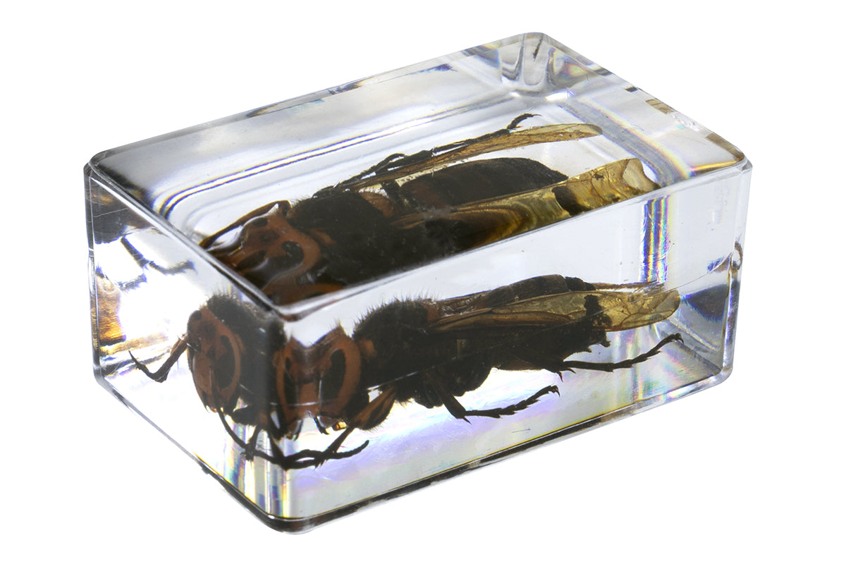 3D Bug Specimen Kit #5 - Realistic Insect Models for Science Education & Home Decor | Perfect for Classroom, Kids Learning & Nature Enthusiasts
