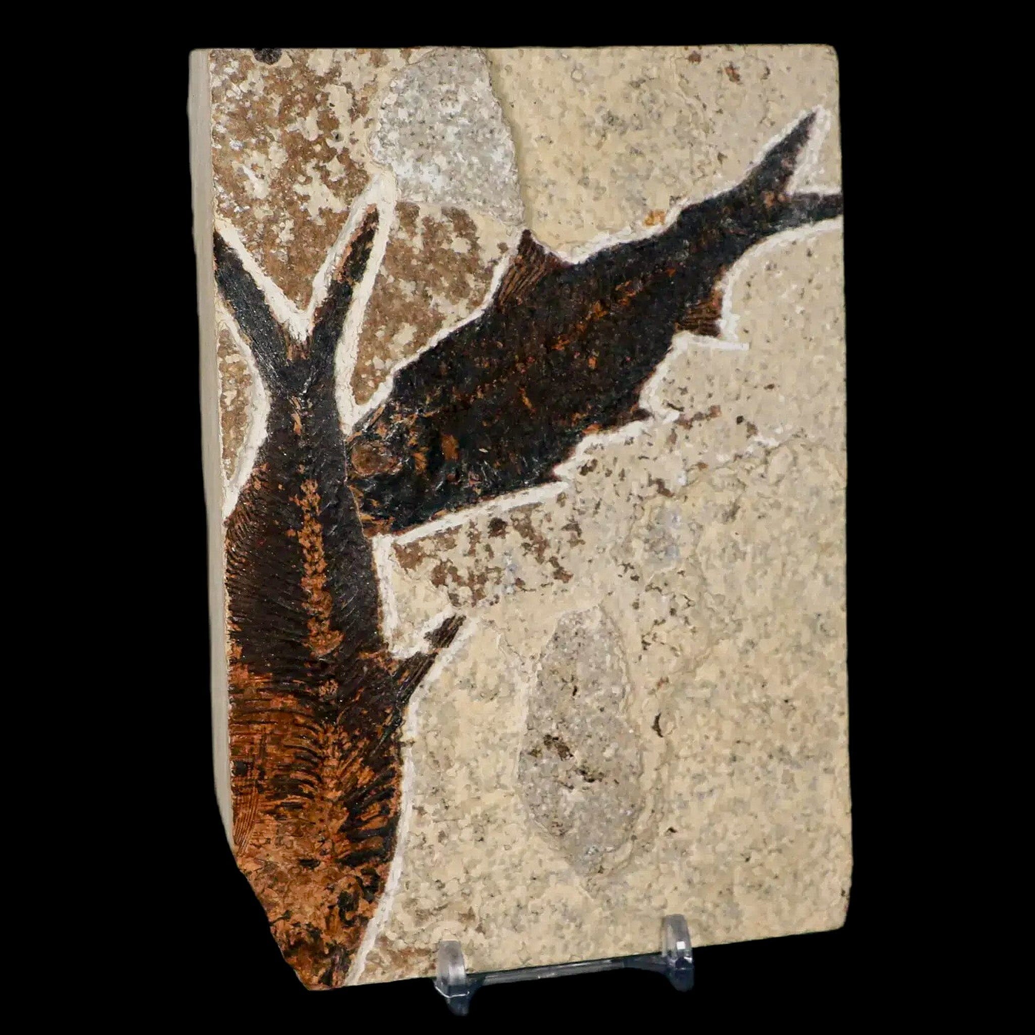 2 Knightia Eocaena Fossil Fish Specimens - Green River Formation Wyoming, Eocene Age with COA & Display Stand | Perfect for Collectors, Home Decor & Educational Displays