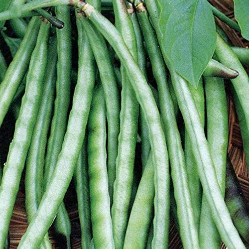Organic Big Boy Cowpea Seeds - High Yield, Fresh Eating, Freezing & Canning - 25 Non-GMO Seeds for Home Garden & Farm Planting - Perfect for Soups, Stews & Southern Recipes