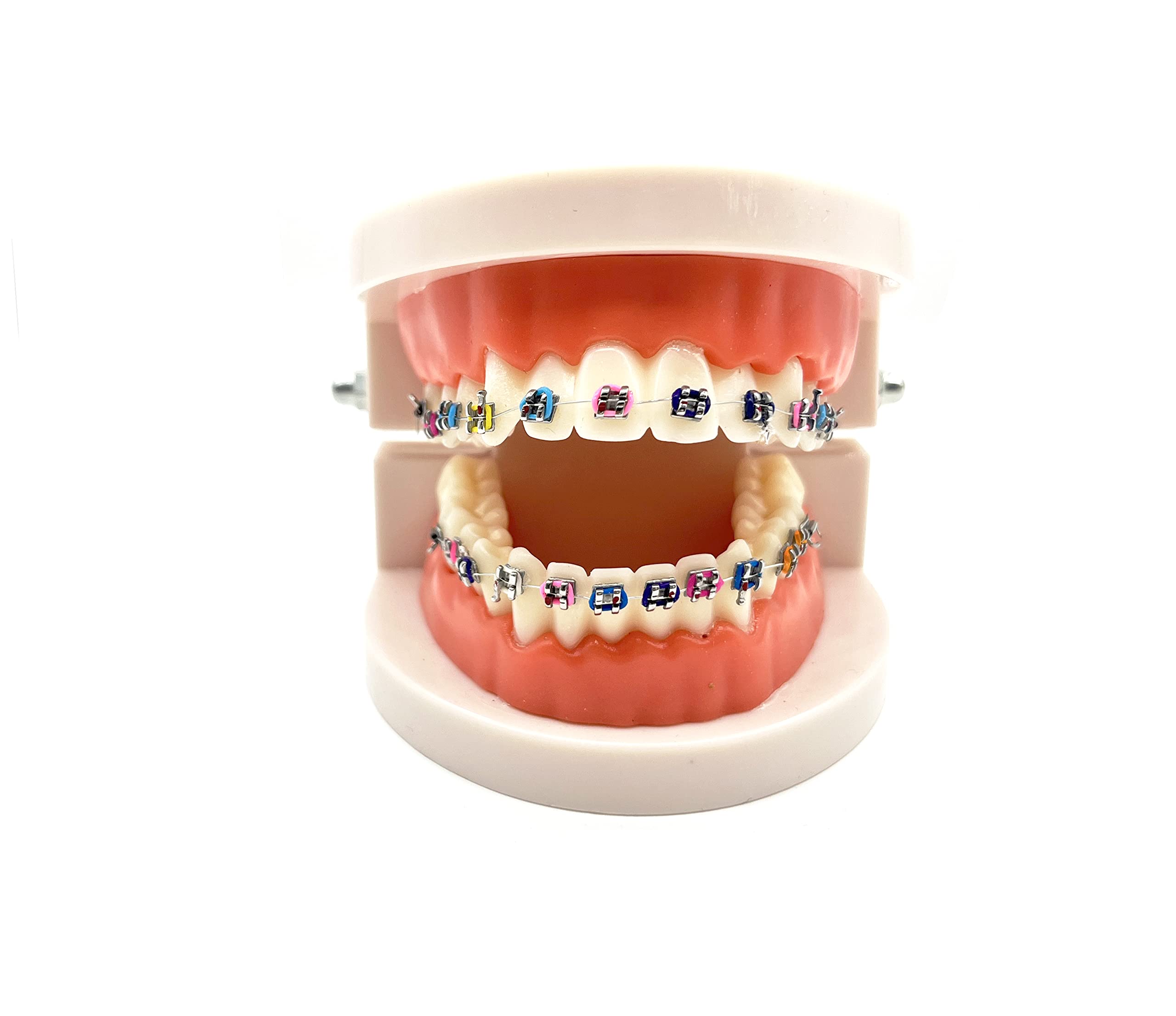 Orthodontic Dental Demonstration Model with Metal Brackets & Arch Wire - Standard Teeth Model for Braces Training & Education - Perfect for Dentists, Students & Orthodontic Practices