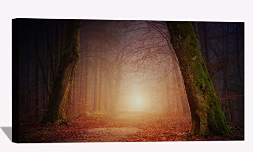 Forest Beautiful Sunbeams
