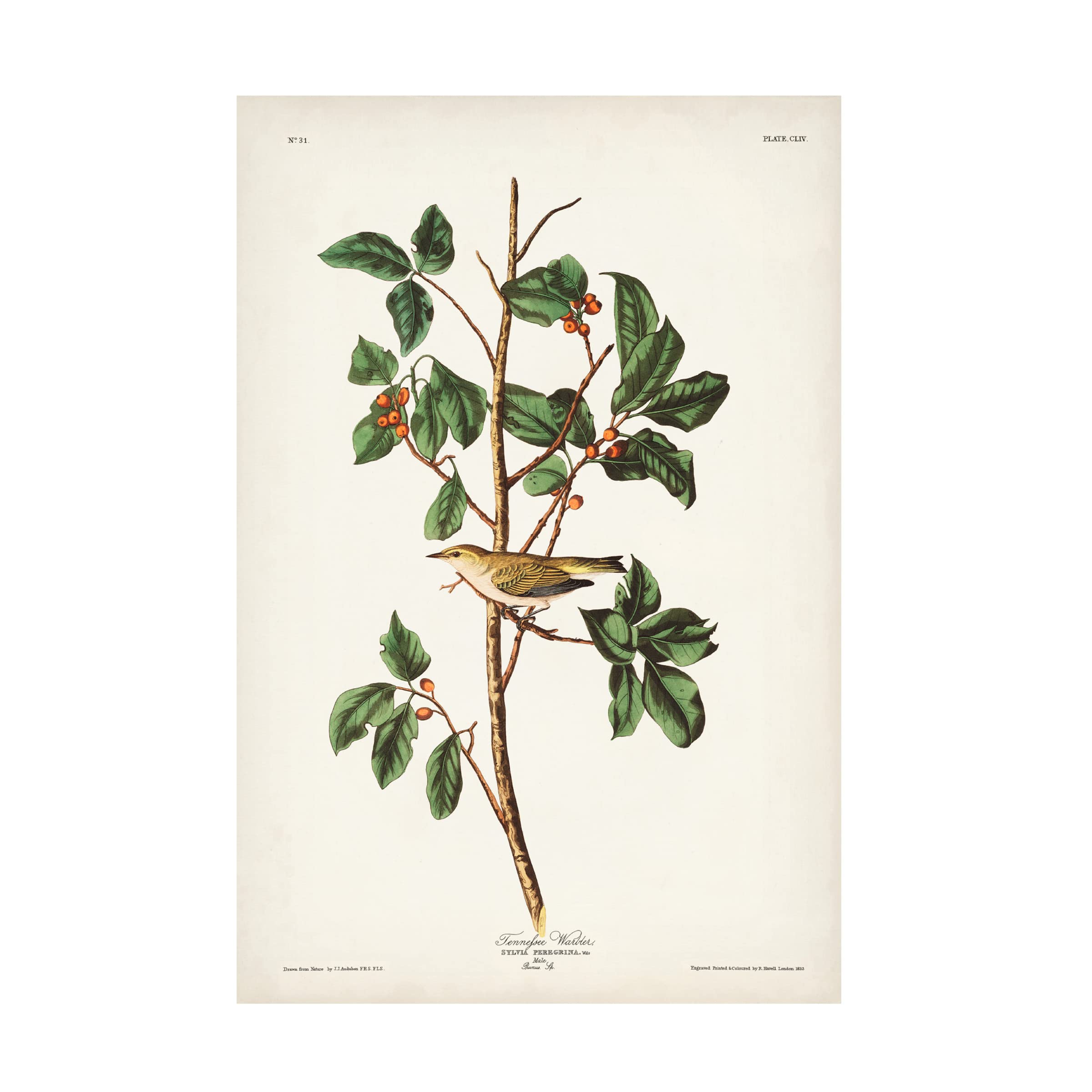 John James Audubon Tennessee Warbler Canvas Art Print - 22x32 Inches Framed Wall Decor for Living Room, Bedroom & Office | Trademark Fine Art Collection