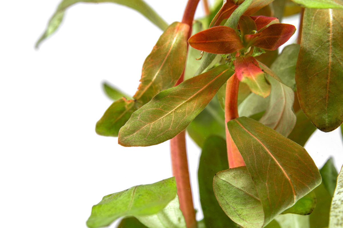 Ammania Senegalensis Aquatic Plant for Freshwater Aquariums - Perfect for Aquascaping, Fish Tanks & Planted Aquariums