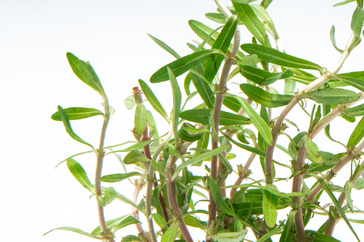 Rotala Florida Sunset Aquatic Plant for Aquariums - Live Freshwater Plant for Fish Tanks, Aquascaping, and Aquatic Gardens (Perfect for Nano Tanks, Shrimp Tanks, and Planted Aquariums)