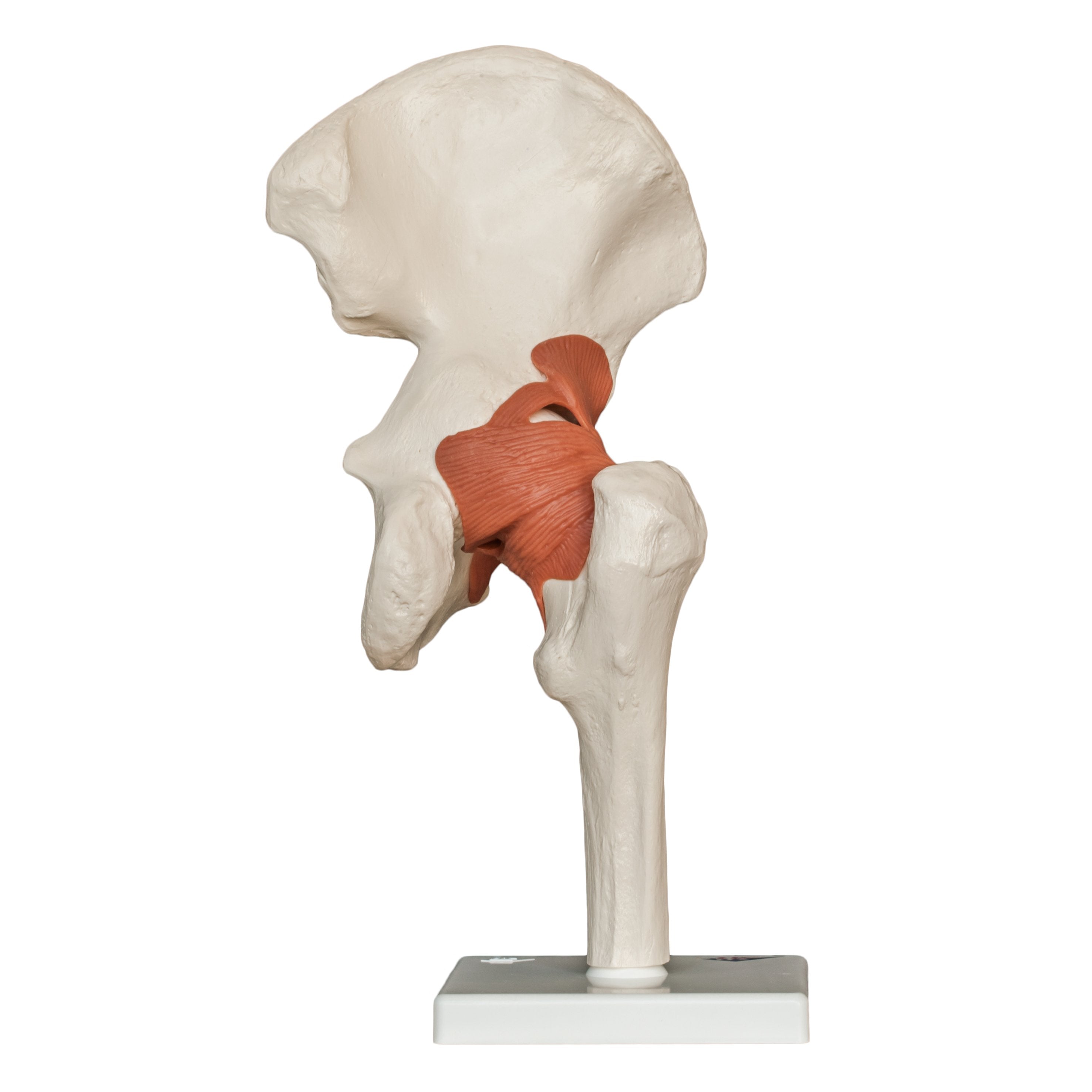 High-Quality Replica Human Hip Joint Model - Anatomical Medical Teaching Tool for Students & Professionals - Perfect for Classroom, Lab & Medical Training