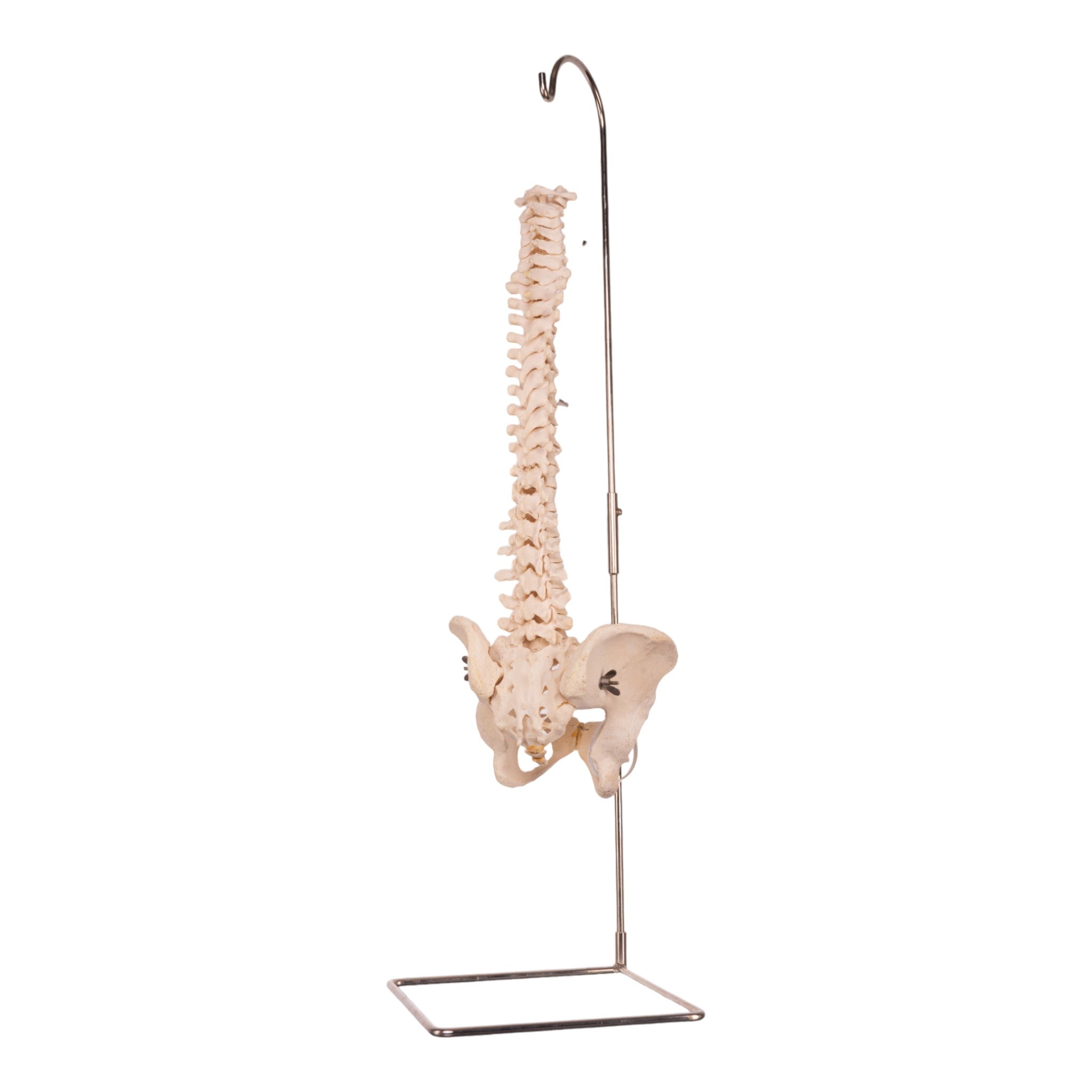 Authentic Human Spine, Sacrum & Pelvis Model - Medical Education, Anatomy Study & Chiropractic Training Tool