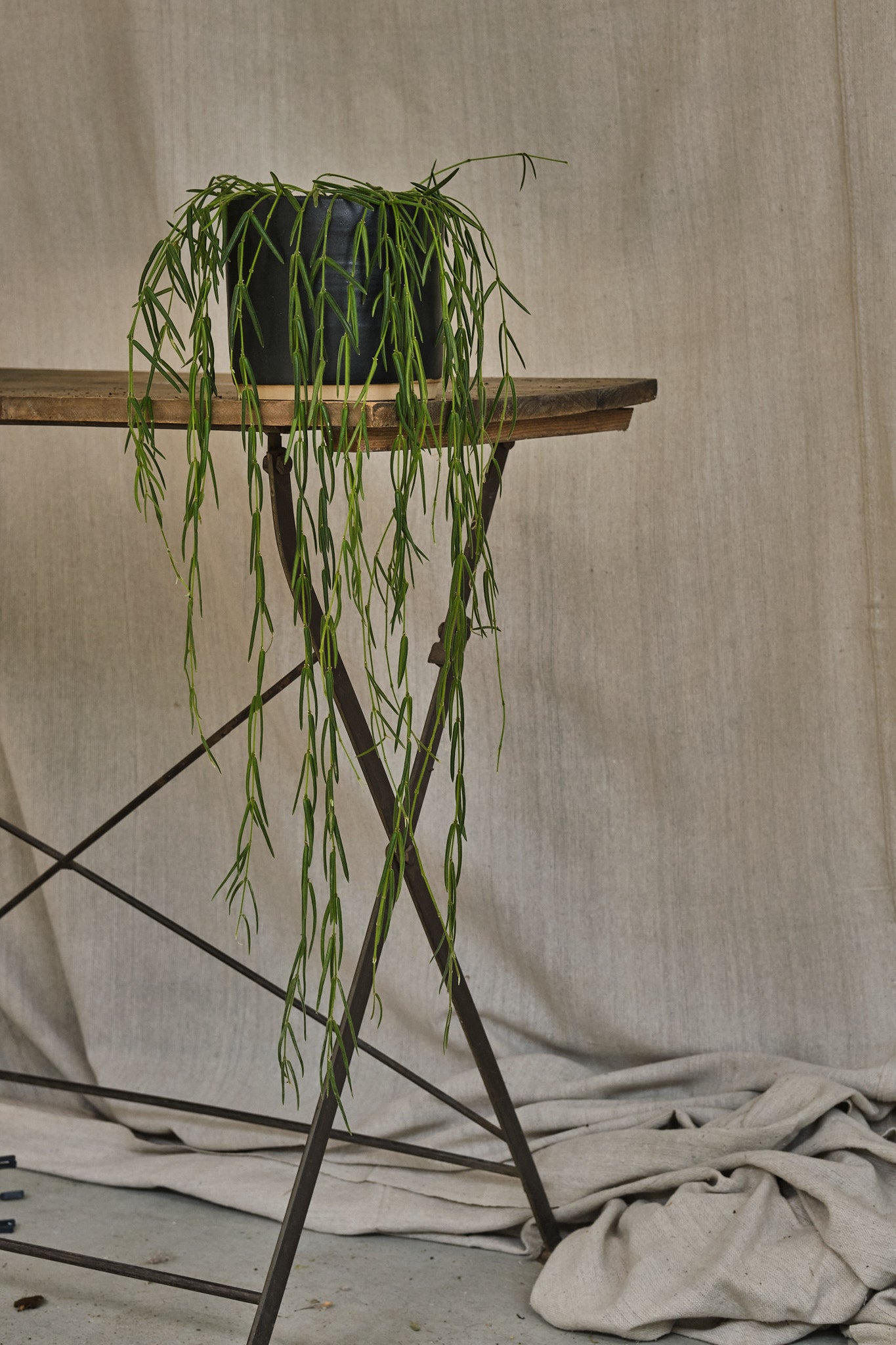 Hoya Linearis - Long Vine Wax Plant for Hanging Baskets | Indoor Houseplant for Home & Office Decor | Perfect for Living Rooms, Bedrooms, and Balconies