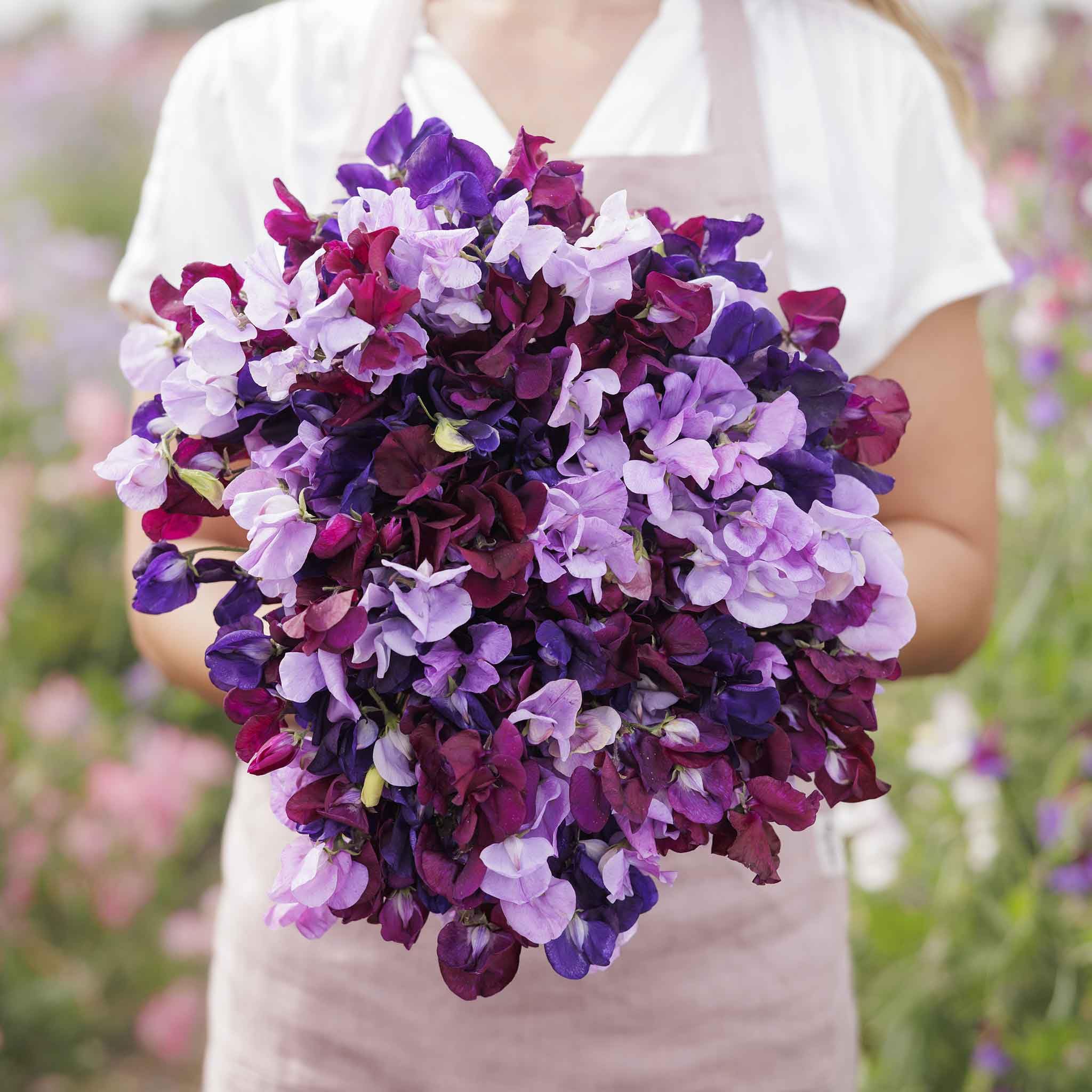 Eden Brothers Sweet Pea Seeds - Burgundy Mix Non-GMO Flower Seeds for Planting, 1/4 Pound | Low-Maintenance, Easy to Grow, Perfect for Warm Season Planting in USDA Zones 3-9 | Ideal for Garden Borders, Trellises, and Cut Flower Arrangements