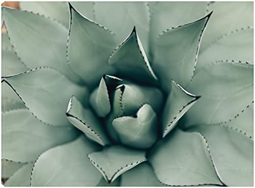 Lavishing Succulent I