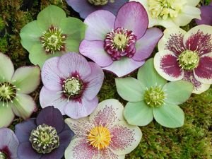 Premium 15+ Christmas Rose Helleborus Seeds - Winter Blooming Perennial Flowers for Gardens & Landscaping | Perfect for Holiday Decor, Winter Gardens & Gift Planting