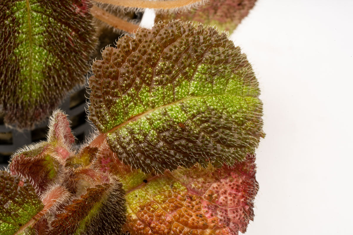 Episcia Emerald Velvet Plant - Live Houseplant for Indoor Decor, Low Light & Shade Gardens - Perfect for Home, Office, or Gift Giving