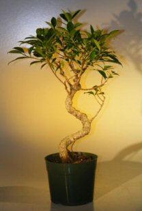Premium Pre Bonsai Ficus Retusa Tree - Large Curved Trunk Style for Indoor Bonsai Gardening | Perfect for Home Decor, Office Zen Gardens & Japanese Style Landscaping