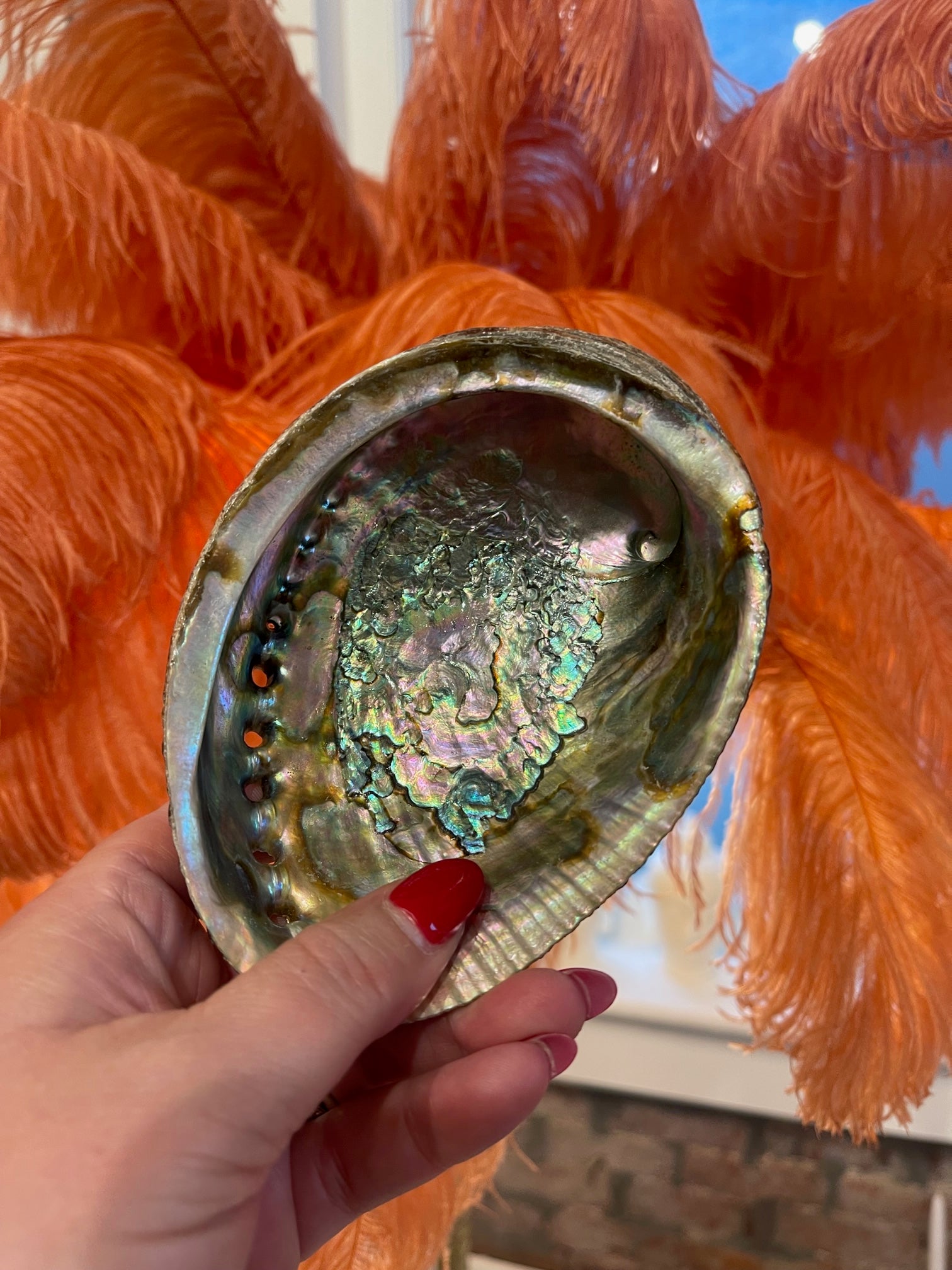 Premium Large Abalone Shells for Home Decor, Crafts, and Wedding Centerpieces – Natural Seashells for DIY Projects and Beach-Themed Decorations