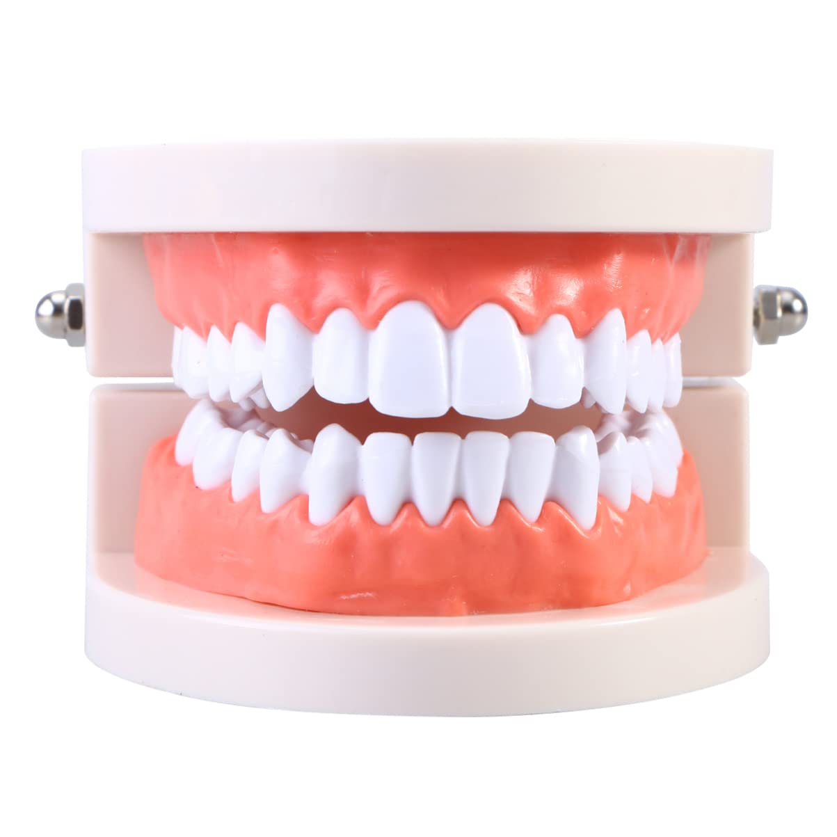 Adult Standard Typodont Teeth Model - Dental Teaching Demonstration Kit for Kids & Students - Perfect for Dental Education, Study & Clean Display - Ideal for Classrooms, Training & Dental Practices