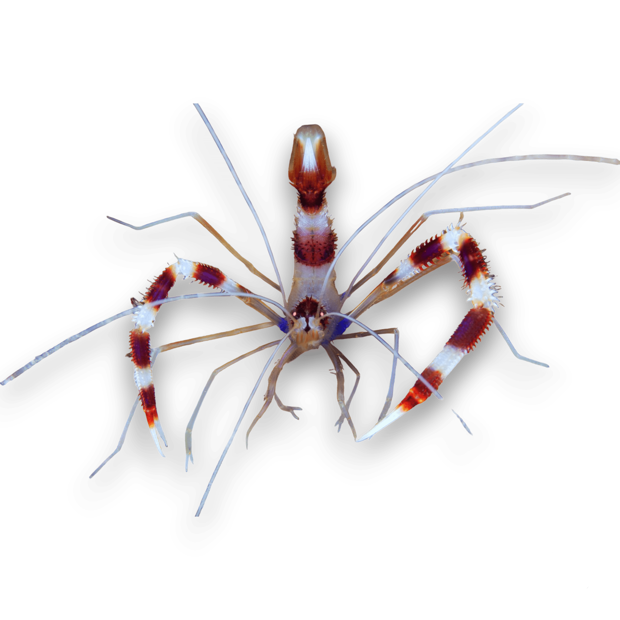 Coral Banded Shrimp - Live Saltwater Aquarium Cleaner for Reef Tanks | Perfect for Nano Tanks, Marine Ecosystems & Coral Reef Habitats