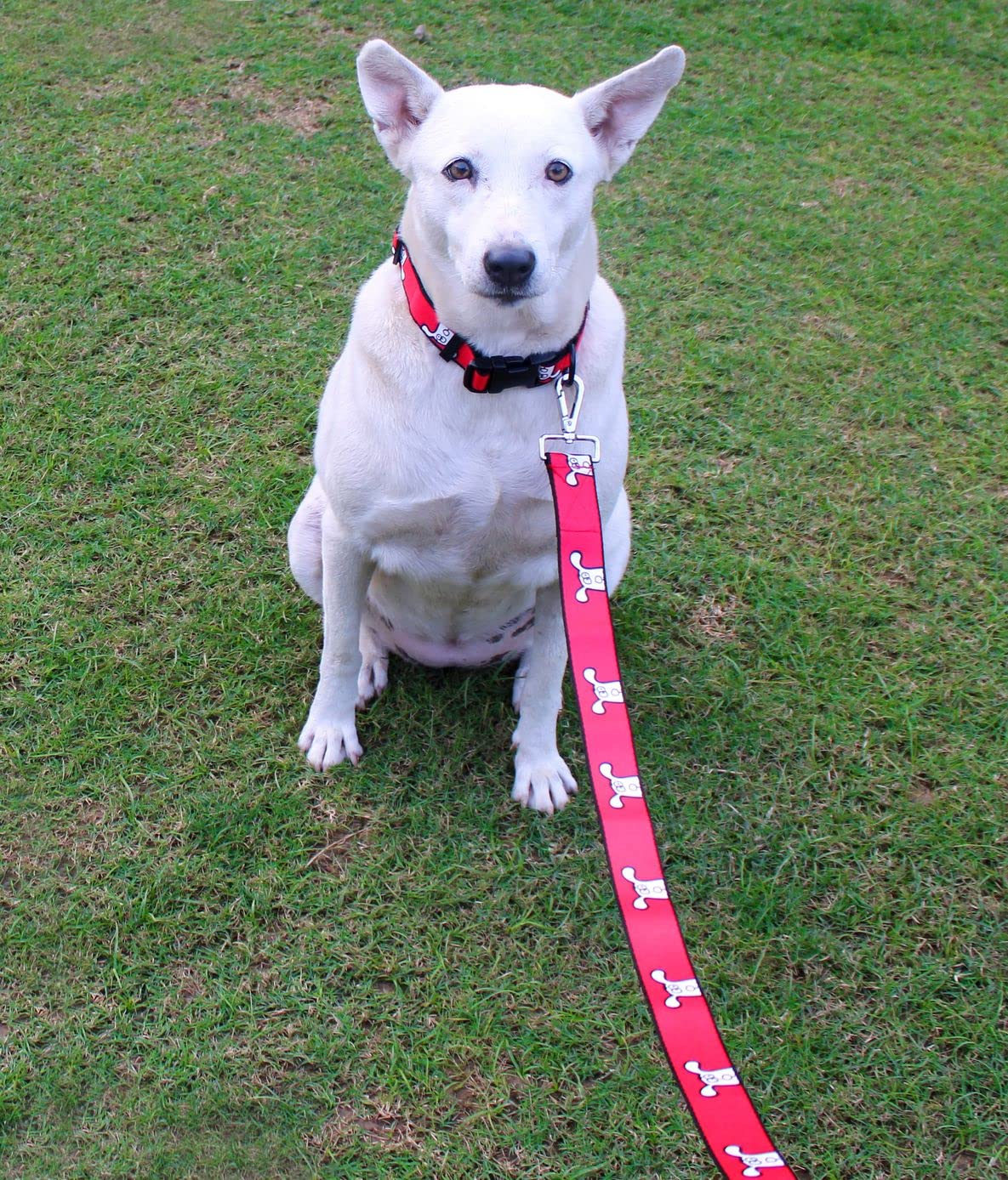 Lana Paws 'How You Doin'' Adjustable Dog Collar - Durable Nylon Pet Collar with Metal Buckle for Medium Dogs - Perfect for Daily Walks, Training & Outdoor Adventures