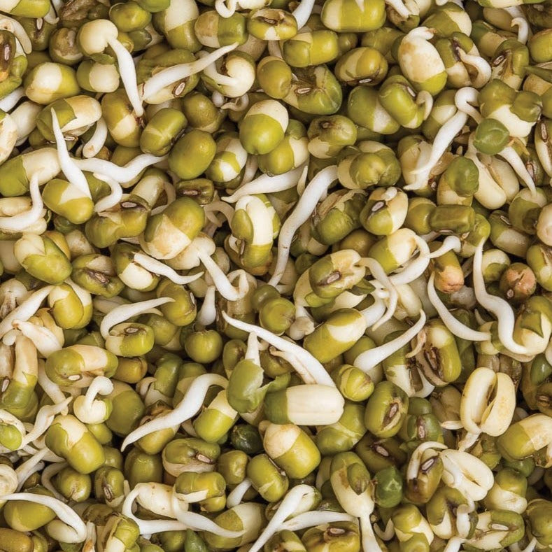 Organic Mung Bean (Bush) Seeds for Planting - Non-GMO, High Germination Rate - Perfect for Home Gardening, Sprouting & Asian Cuisine