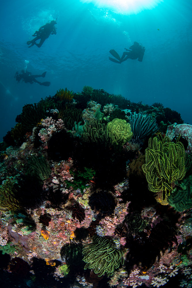 Anilao Underwater Photography & Videography Workshop - May 4-11, 2025 | Professional Marine Photography Course for Beginners & Advanced Divers | Capture Stunning Coral Reefs & Tropical Fish