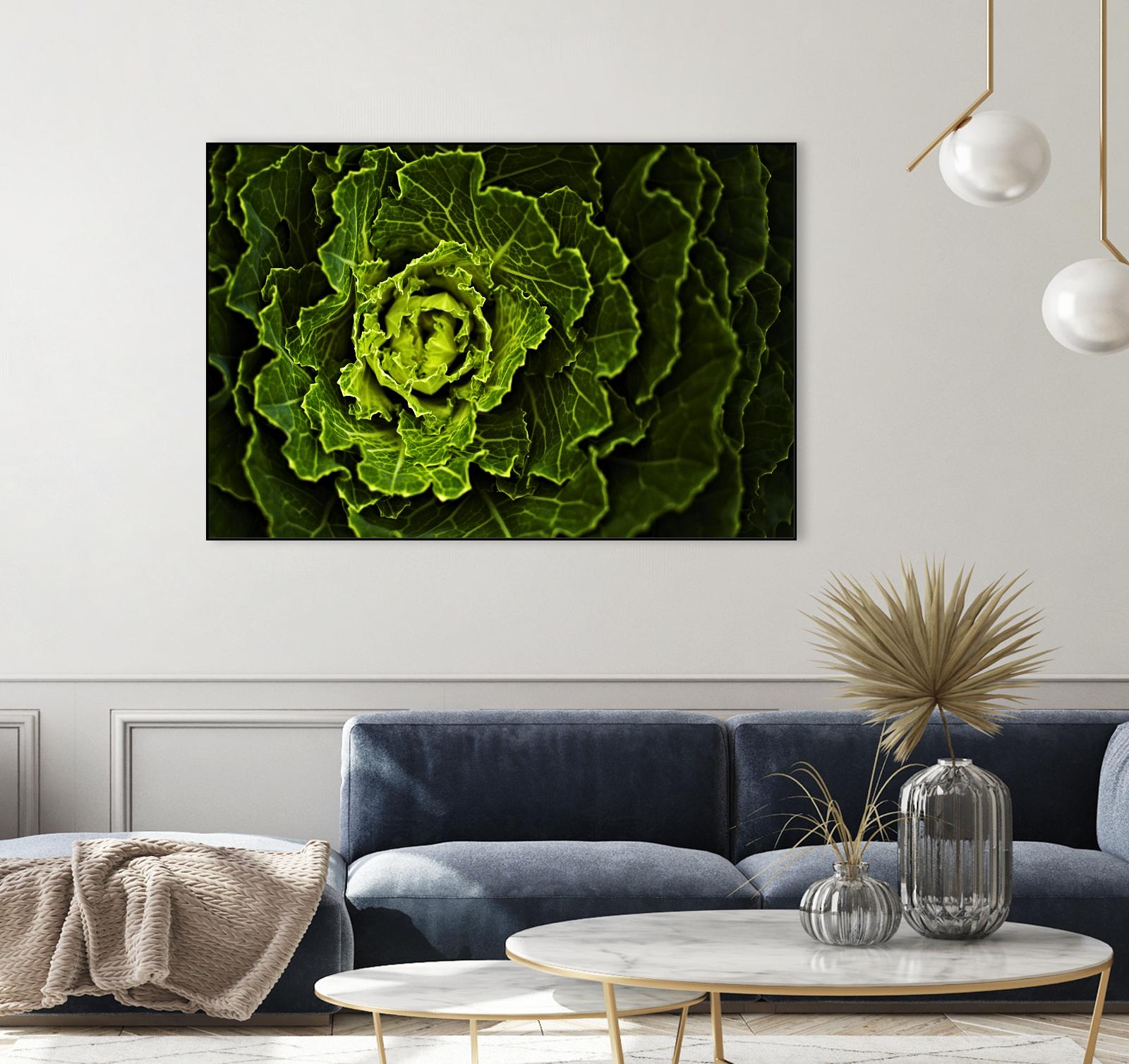 Fresh Green Cabbage - Organic, Non-GMO, Crisp & Nutritious for Salads, Soups, and Healthy Cooking | Perfect for Home Chefs & Meal Prep