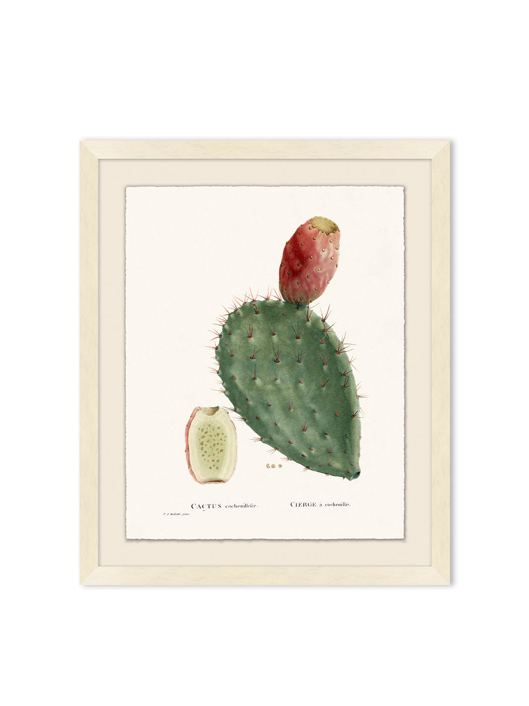 Nathan Turner Framed Art - Blooming Cacti 2 | Modern Desert Wall Decor for Living Room, Bedroom & Office