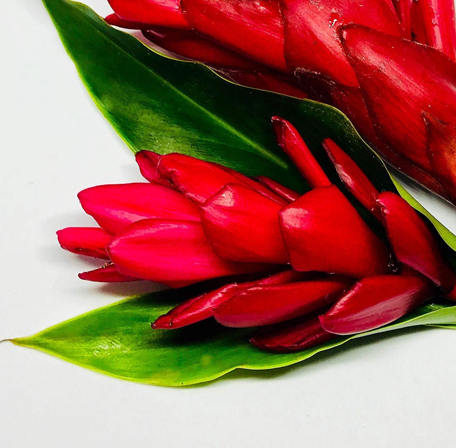 Dwarf Red Ginger Live Plant (Alpinia purpurata) - Premium Tropical Indoor & Outdoor Plant by Wellspring Gardens - Perfect for Garden Decor, Ginger Plant Collections, and Landscaping - Ideal for Patios, Balconies, and Tropical Gardens