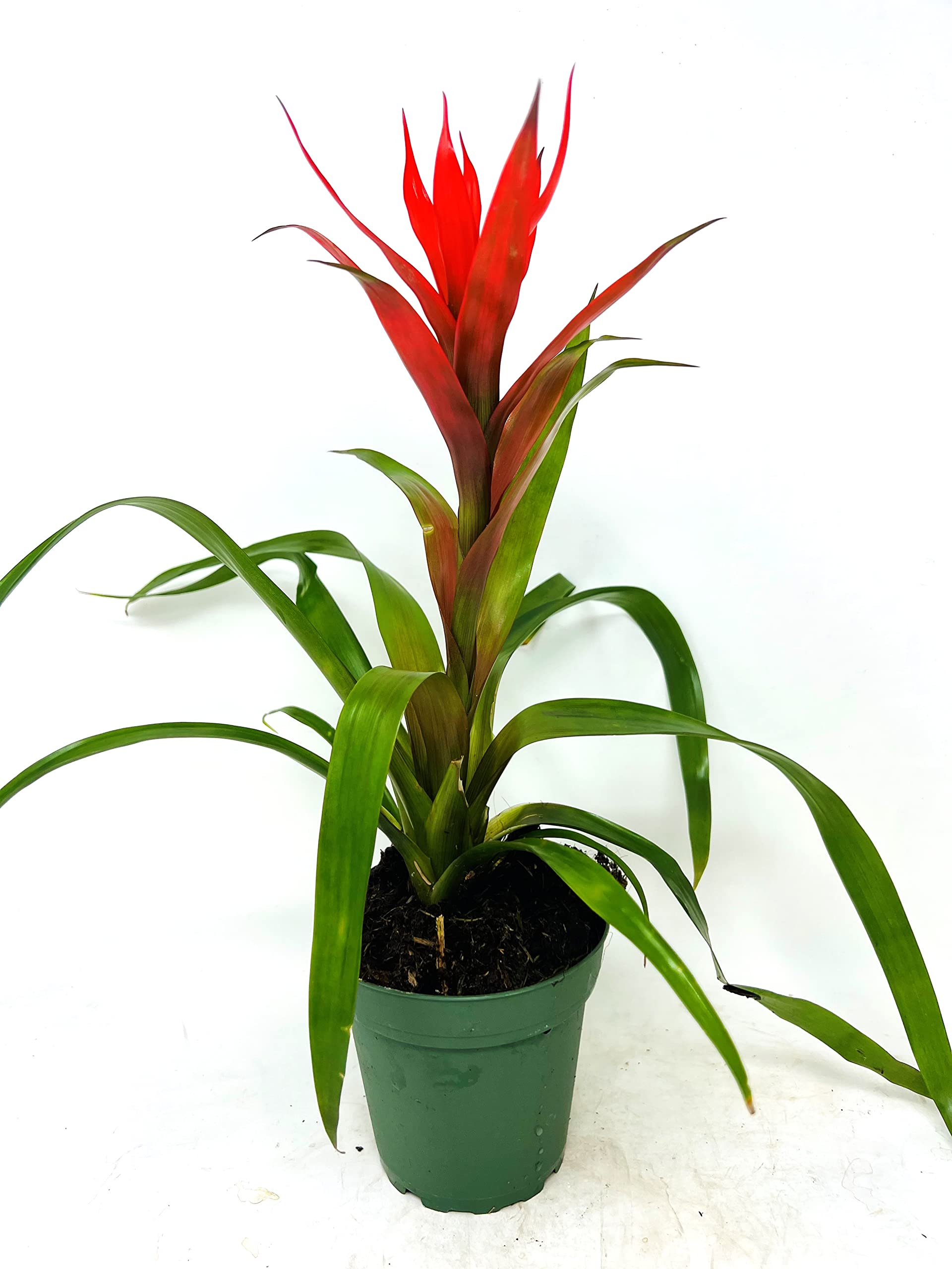 Guzmania Orange Bromeliad Live Plant - 4 Inch Pot for Home & Office Decor, Indoor Tropical Houseplant